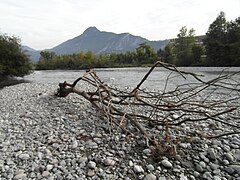 Le Drac : vue d'une berge de Fontaine (amont du Pont du Vercors).