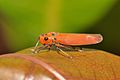 Bythoscopus ferrugineus (hemiptère, cicadelliadae)