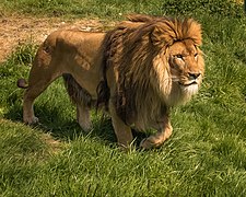 Panthera leo (Carnivora).