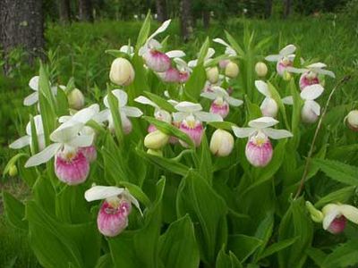 הסחלב Cypripedium reginae בפארק הלאומי וויאז'ורס