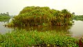 Bonaberi mangrove swamp