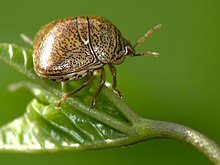 A glossy olive brown bug with black speckles facing right on a green leaf: The bug has a rounded squat shape with six legs, protruding red brown eyes, and prominent antennae.