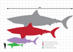 Drawing comparing sizes of Megalodon, great white shark and a man, Megalodon is 18m long and great white 6m.