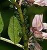Vetch aphids, East Lothian