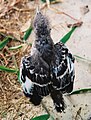 Baby Northern Mockingbird.