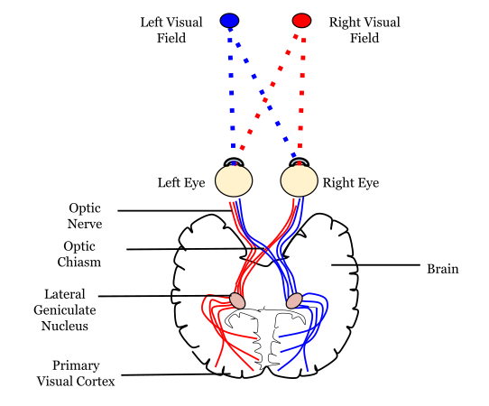 На малюнку: Right Visual Field - праве зорове поле; Left Visual Field - ліве зорове поле; Right Eye - праве око; Left Eye - ліве око; Optic Nerve - оптичний нерв; Optic Chiasm - зорова хіазма; Lateral Geniculate Nucleus - бічне колінчасте ядро; Primary Visual Cortex - первинна зорова кора; Brain - мозок.