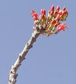 Ocotillo