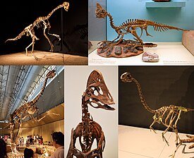 Сверху: GIN 100/42 (Citipati?), "Ronaldoraptor"; Снизу: Gigantoraptor, Anzu, Avimimus