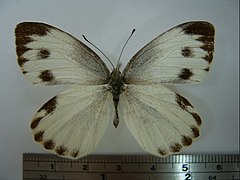 東方菜粉蝶 Pieris rapae