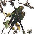 Sulphur-winged parakeet (Pyrrhura hoffmanni)