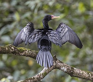 adult drying wings São Tomé and Príncipe