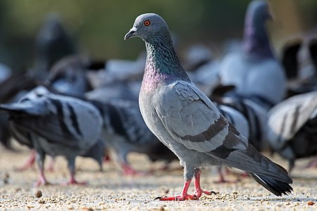 Feral pigeon, by Muhammad Mahdi Karim
