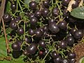 Ripe fruits of Rubia peregrina