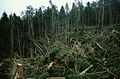 Windthrow in a forest in Arenbachtal in Baden-Württemberg after the storm.