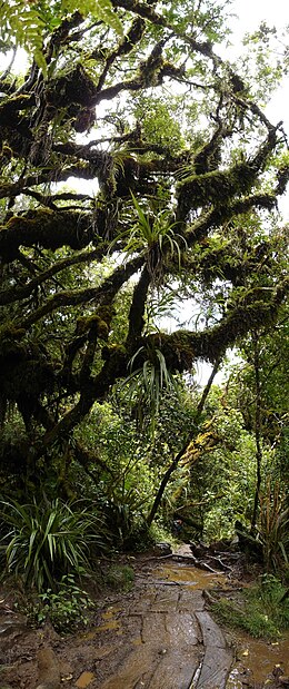 Sentier réunionnais de randonnée dans la forêt de Bélouve et menant au Trou de Fer