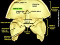 Orbital part of frontal bone