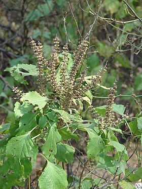 Ocimum gratissimum florido