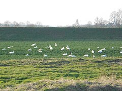 Nun campo no río Vístula no sur de Polonia