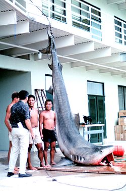 Photo of suspended tiger shark next to four men