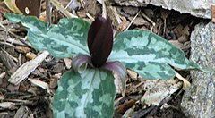 Description de l'image Trillium underwoodii.jpg.