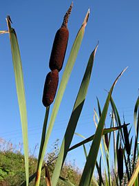 Mature seedheads in late summer, Lappeenranta, Finland