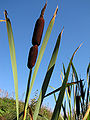 Greater reedmace