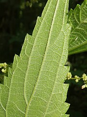 葉の両面に毛が生え、特に裏面の葉脈上に短毛が多く生える。