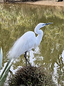 White heron viewed against river and bush