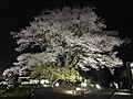 安富桜　夜桜