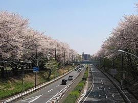 東八道路と野川公園の桜