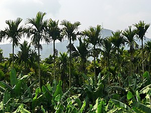 빈랑나무(Areca catechu)