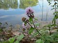 Mentha aquatica