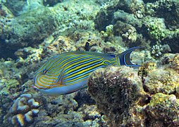 Un poisson-chirurgien clown (Acanthurus lineatus)