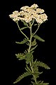 Image 58Yarrow, a medicinal plant found in human-occupied caves in the Upper Palaeolithic period. (from History of medicine)