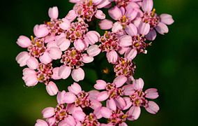 Achillée millefeuille à fleurs roses.