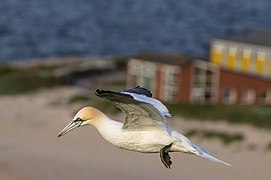 Fou de Bassan à Heligoland.