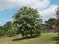 A Japanese Horsechestnut