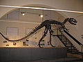 Allosaurus fragilis