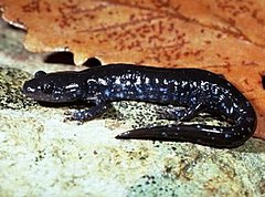 Description de l'image Ambystoma laterale.jpg.