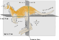 Anatomical terms of location in a kangaroo