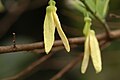 Annona squamosa flower