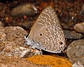 Underside (male)