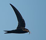 A Pacific swift in Japan
