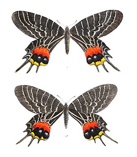 Desenhos de B. lidderdalii por F. C. Moore, retirados de Lepidoptera Indica. Volume 5.