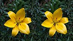 Asiatic hybrid lillium