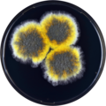 Aspergillus endophyticus growing on YES plate