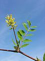 Астрагал солодколистный (Astragalus glycyphyllos)