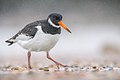 Jeune ou adulte en plumage hivernal : pointe sombre sur le bec, pattes claires, bande blanche sous la gorge.