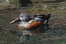 Australasian Shoveler.