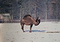 Turkoman au zoo de Whipsnade.